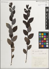 Foto von Salix myrsinifolia Salisb.